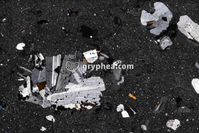 Trachyte LPA x1,6 - gryphea.com